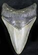 Lower Megalodon Tooth - North Carolina #28102-1